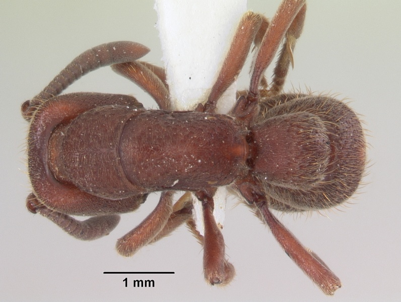 File:Pachycondyla talpa sam-hym-c007964 dorsal 1.jpg