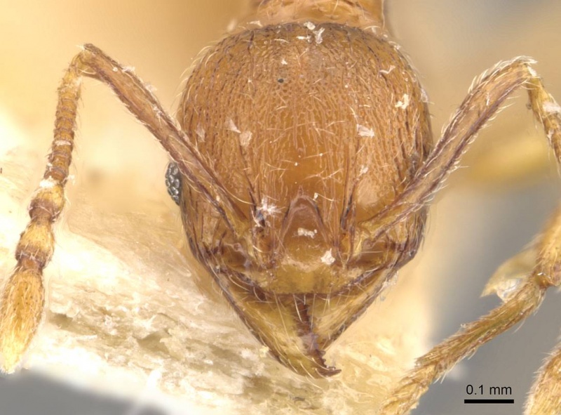 File:Pheidole atticola casent0908293 h 1 high.jpg