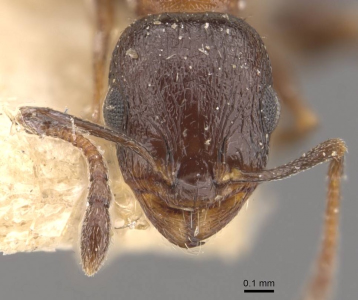 File:Temnothorax tyndalei casent0909047 h 1 high.jpg