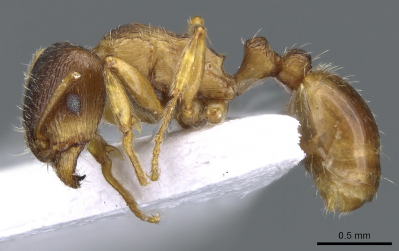 File:Tetramorium ferox casent0904806 p 1 high.jpg