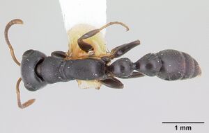 Tetraponera mocquerysi casent0178283 dorsal 1.jpg