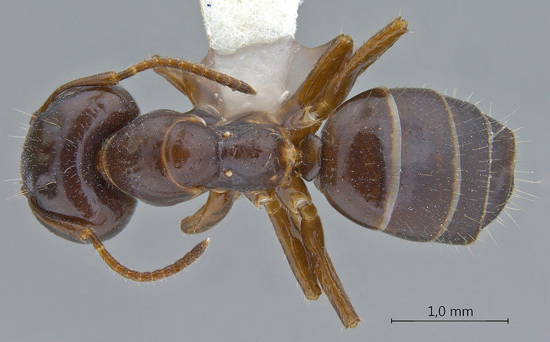 File:Camponotus-praerufus-major-dorsal-am-lg.jpg