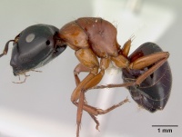 Camponotus armstrongi casent0172150 profile 1.jpg