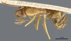 Camponotus nasutus casent0905454 d 1 high.jpg
