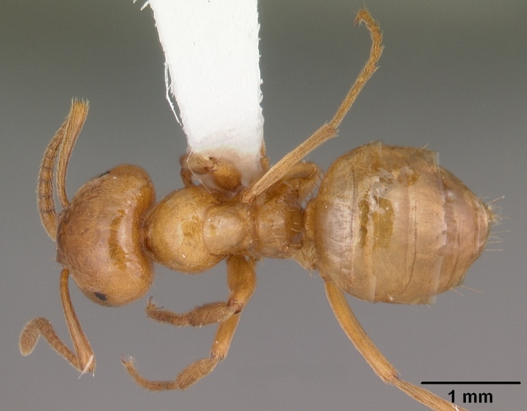 File:Lasius interjectus casent0102696 dorsal 1.jpg