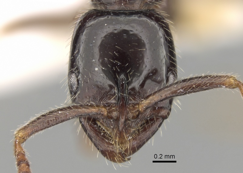 File:Leptogenys lucidula casent0281926 h 1 high.jpg