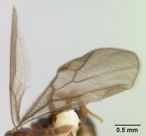 Pristomyrmex africanus casent0178304 profile 2.jpg