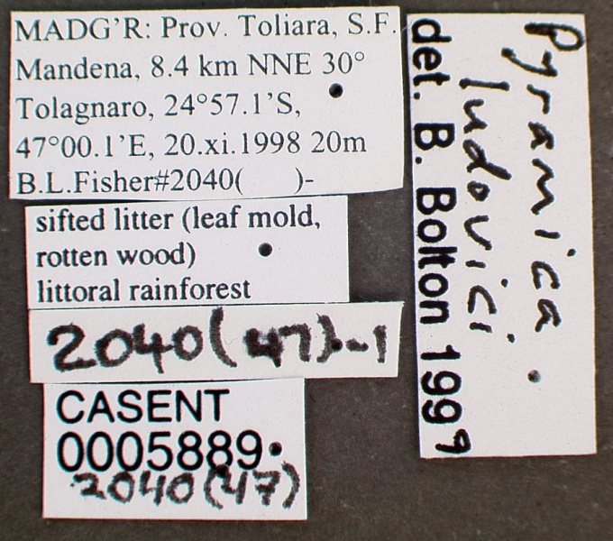 File:Pyramica ludovici casent0005889 label 1.jpg