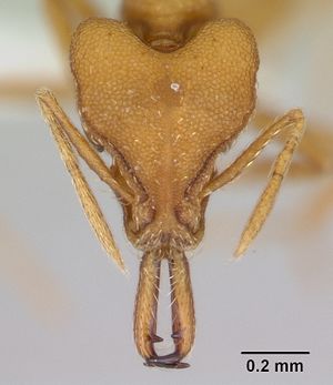 Strumigenys labaris casent0173614 head 1.jpg