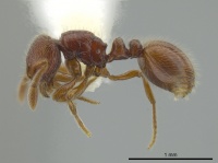 Adelomyrmex coco casent0628121 p 1 high.jpg