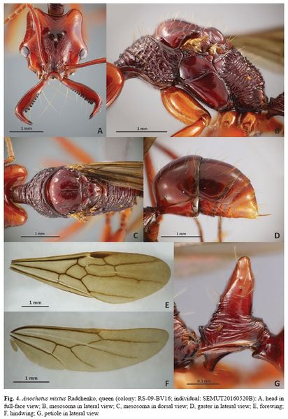 File:Anochetus mixtus F4 q.jpg