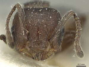 Crematogaster amabilis casent0912640 h 1 high.jpg