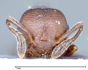 Crematogaster peristerica focol0251-4 h 1 high.jpg