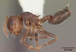 Crematogaster vermiculata casent0103810 profile 1.jpg