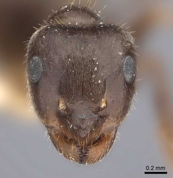 File:Lasius japonicus casent0217722 h 1 high.jpg