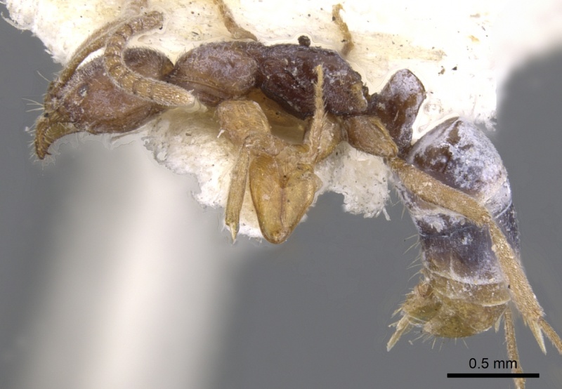 File:Leptogenys testacea casent0902575 p 1 high.jpg