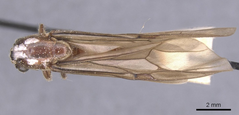 File:Neivamyrmex gracilis casent0911396 d 1 high.jpg