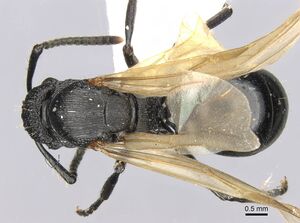 Polyrhachis andrei casent0906824 d 1 high.jpg