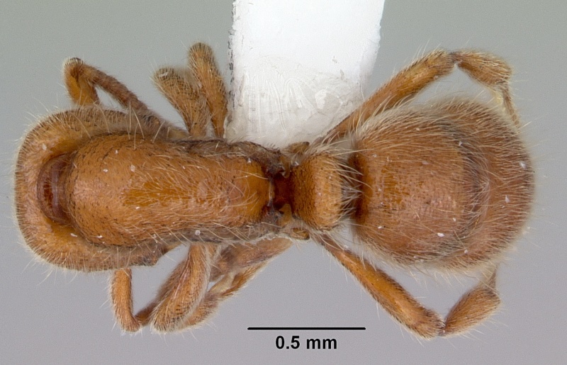 File:Proceratium hirsutum casent0172115 dorsal 1.jpg