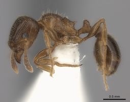 Tetramorium vexator casent0100754 p 1 high.jpg