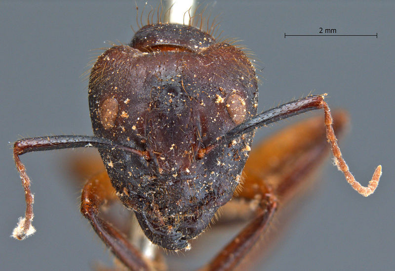 File:Camponotus-misturus-fornaronis-frontal-am-lg.jpg