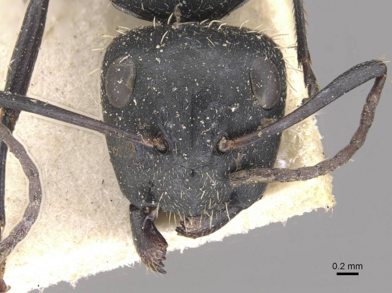 File:Camponotus postoculatus casent0910496 h 1 high.jpg
