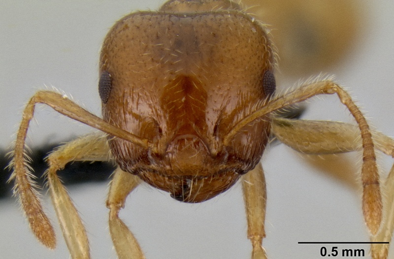 File:Crematogaster volamena casent0122851 h 1 high.jpg