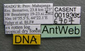 Eutetramorium monticellii casent0019386 label 1.jpg