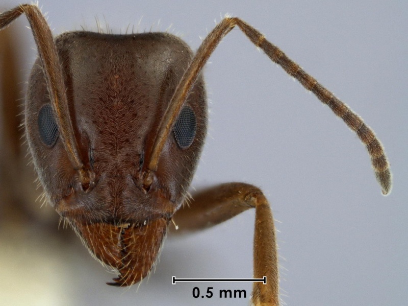 File:Iridomyrmex phillipensis ANIC32-038491 head 40-Antwiki.jpg