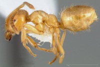 Lasius californicus casent0005398 profile 1.jpg