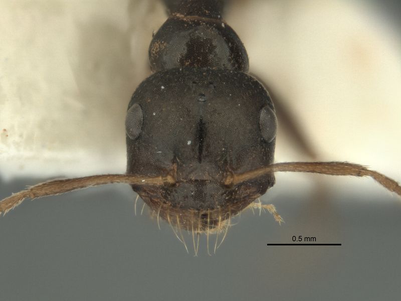 File:Melophorus wheeleri minor head ANIC32-900219.jpg