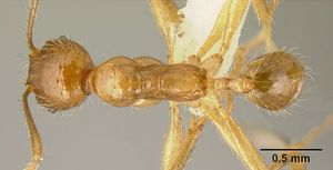 Pheidole alfaroi inb0003659308 dorsal 1.jpg