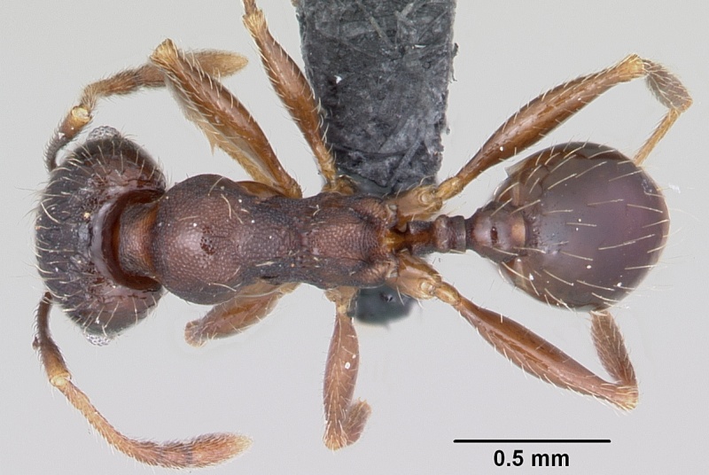 File:Pheidole cavigenis casent0104913 dorsal 1.jpg