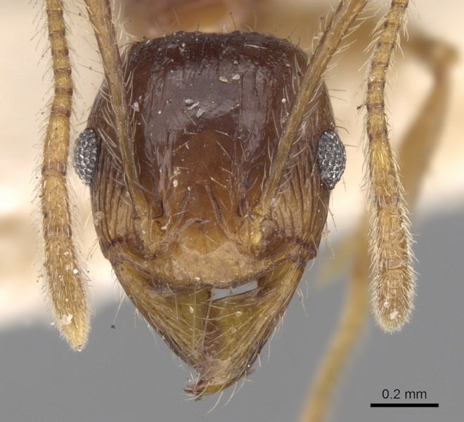 File:Pheidole constanciae casent0281676 h 1 high.jpg