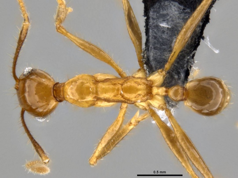 File:Pheidole hospes casent0219520 d 1 high.jpg