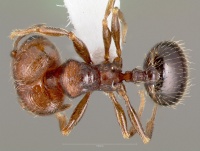 Pheidole rugulosa casent0005769 dorsal 1.jpg