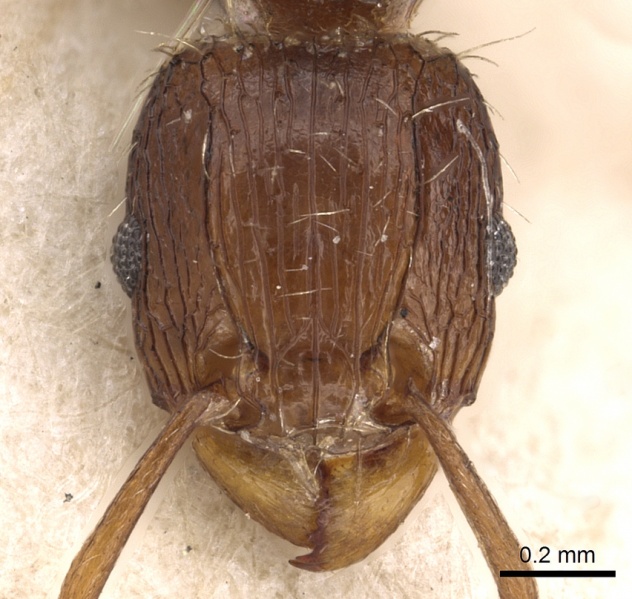 File:Tetramorium lucayanum casent0901206 h 1 high.jpg