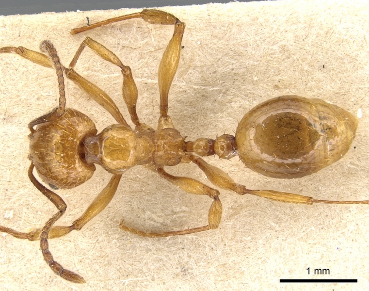 File:Aphaenogaster holtzi casent0904178 d 1 high.jpg