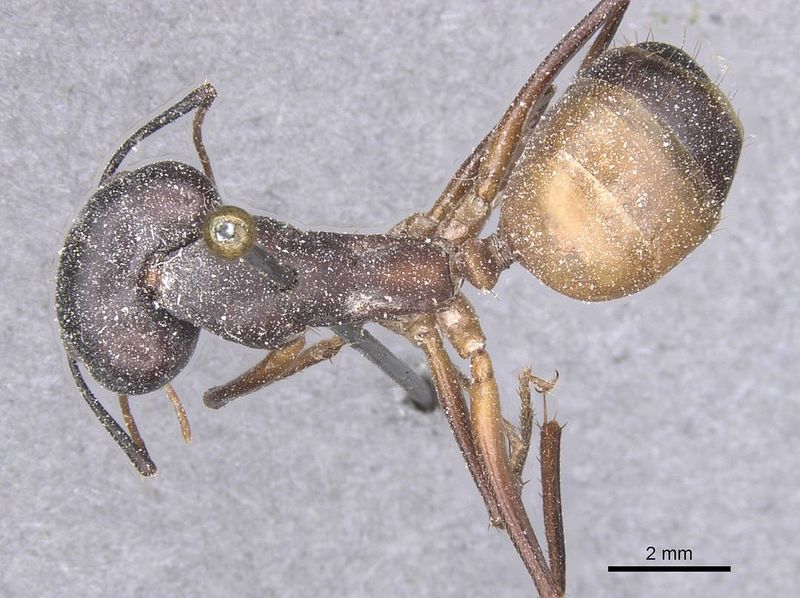 File:Camponotus thoracicus casent0912065 d 1 high.jpg