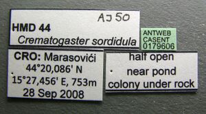 Crematogaster sordidula casent0179606 l 1 high.jpg