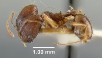 MCZ-ENT00020649 Pheidole escherichii hal.jpg