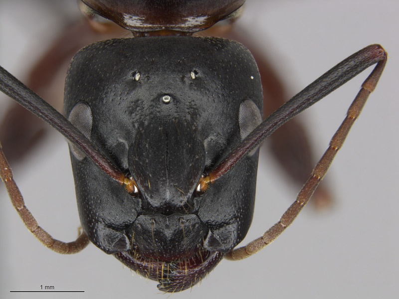 File:Mcz-ent00668227 Camponotus vicinus hef.jpg