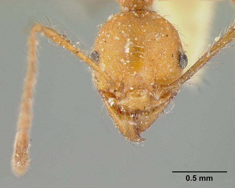 File:Pheidole inermis casent0601291 head 1.jpg