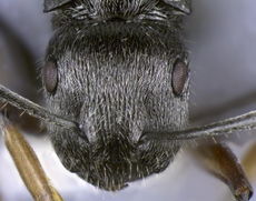 Polyrhachis abdita 63 head Antwiki.jpg