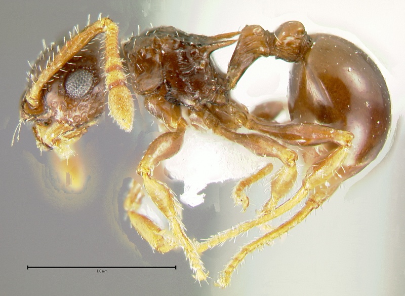 File:Pristomyrmex-divisusL5x.jpg