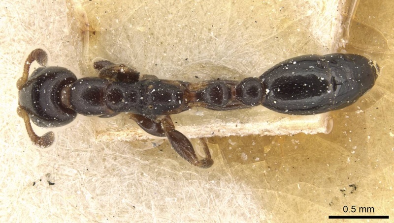 File:Tetraponera claveaui casent0915527 d 1 high.jpg