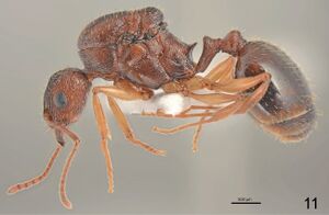 F11 Aphaenogaster rugosoferruginea.jpg
