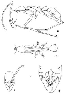 Leptogenys khammouanensis.jpg