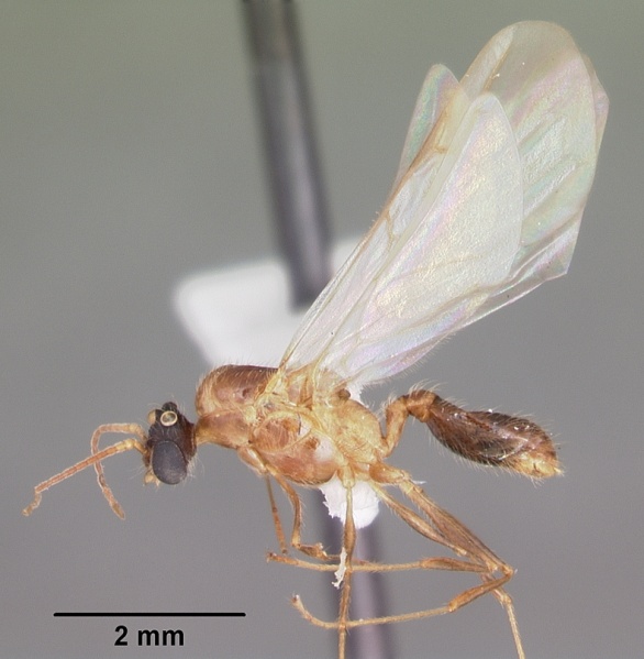 File:Pheidole dentata casent0103872 profile 2.jpg