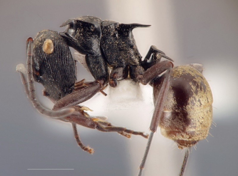 File:Polyrhachis atropos side AntWiki.jpg